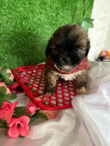 Filhote de Shih tzu pra venda macho e fêmea