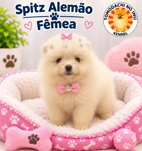Fêmea preço especial