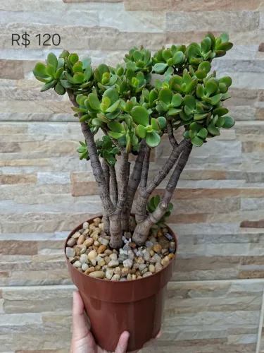 Crassula ovata (jade)
