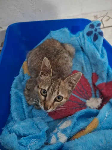 Gatinha para adoção