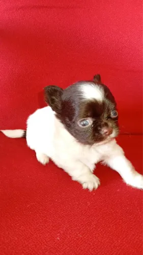 Chihuahua com 60 dias vacinado 