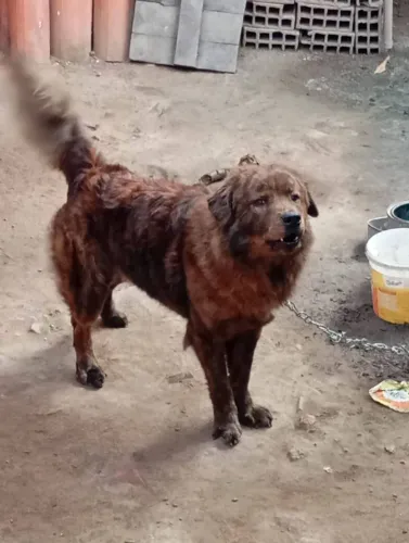Cachorro Chow Chow com podlle