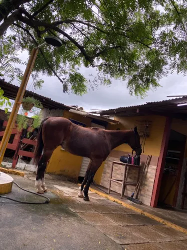 Cavalo