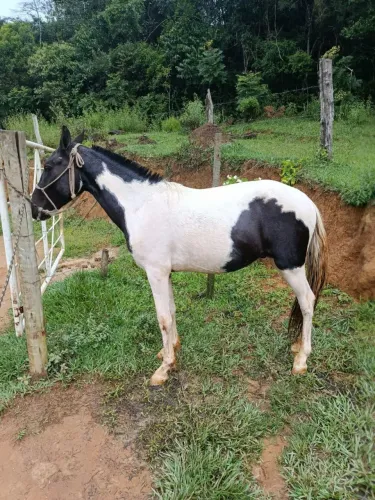 Vendo  cavalo  piquira  puro picada  2 anos manso já está muntano