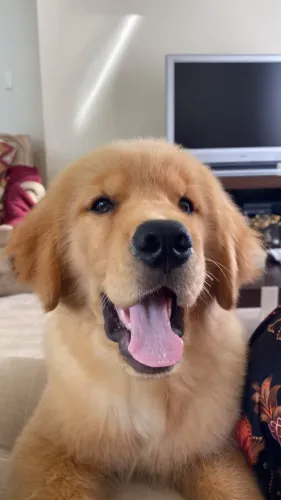 Filhote de golden retriever com 4 meses. Vacinado e vermifugado.
