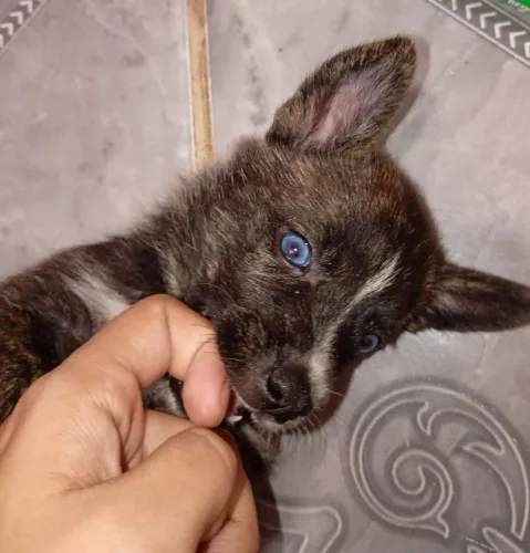 Vendo filhote de husky siberiano