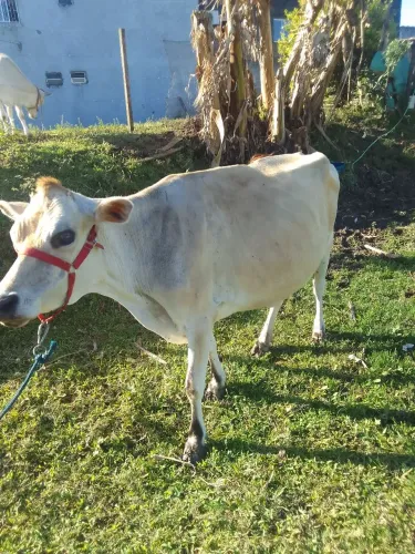 Vendo vaca com Bezerra 