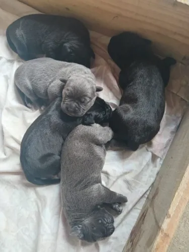 Cane corso