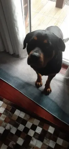 Rottweiler