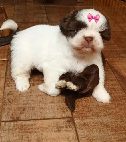 Lhasa Apso,Lhasa Apso Filhote Linda Linhagem Disponível