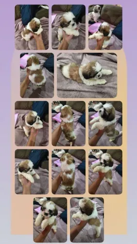 Filhotes de Lhasa apso com Shitzu 2 Fêmeas e 2 Machos.