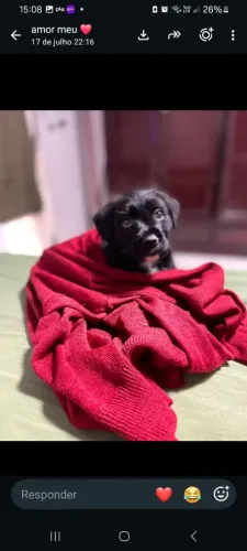 Cachorrinho para doação 