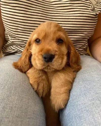 Cocker spaniel macho dourado em até 12x