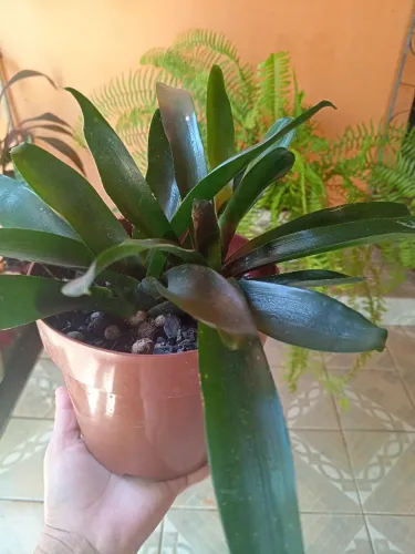 Bromélia no vaso pra bancada
