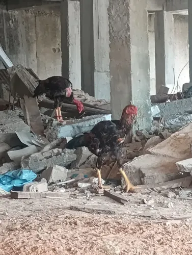 Galinhas e frangos 