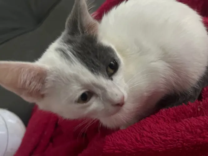 Doação de gatos 1 macho e duas fêmeas o macho é da orelha cinza. Eles tem apenas 2 meses