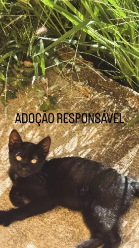 Doação de gatinho 