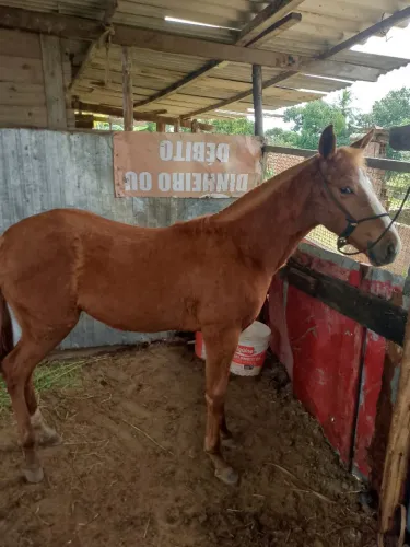 Cavalo pordinho