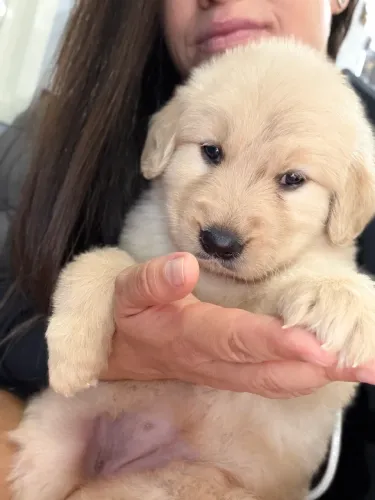 Golden Retriever disponível 