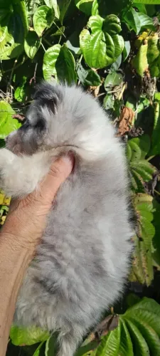 Macho de pastor de Shetalnd