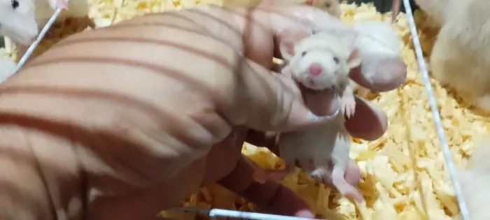 rato Dumbo lindos mansos companhia perfeita pra criança
