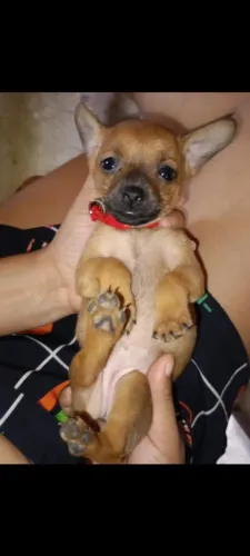 Pinscher 0/1