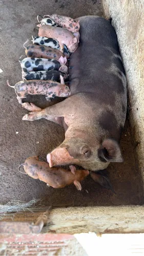 Vende - se leitões (bacurinho)