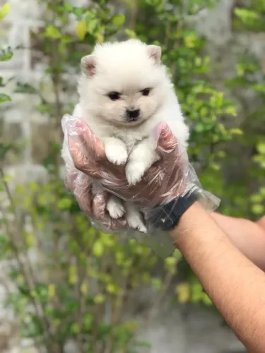 Spitz Alemão Anão - Fêmea branquinha com 56 dias, disponível-Dani