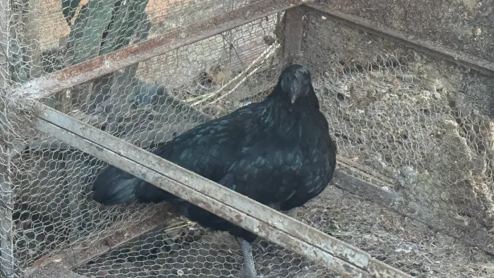 Casal de galo/ galinha Ayam Cemani