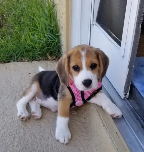 Beagle fêmea amorosa raça pura vacina