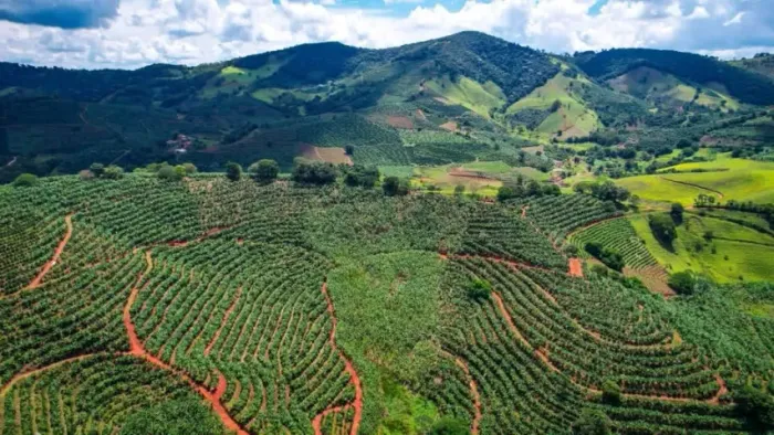 Excelente Oportunidade! Fazenda Produtiva de 106,6 Hectares, Pedralva, Sul de Minas Gerais