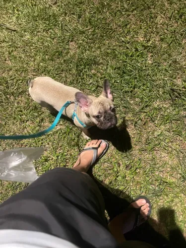 Buldogue francês 7 meses 