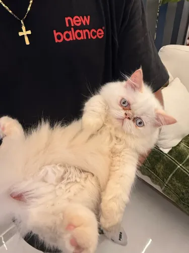 VENDO GATO PERSA FILHOTE