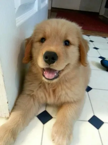 Golden Retriever Um novo motivo para sorrir todos os dias