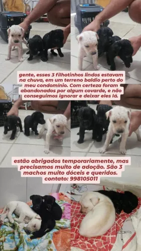 Filhotes pra adoção responsável,todas as informações esta na postagem 