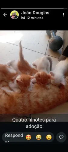 Gatos para doação 3 macho 1 fêmea