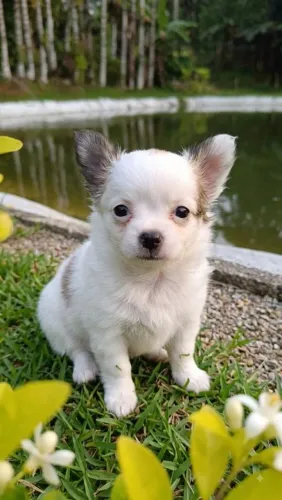 Macho Chihuahua Pelo Longo (Creme e Branco) | Paraná
