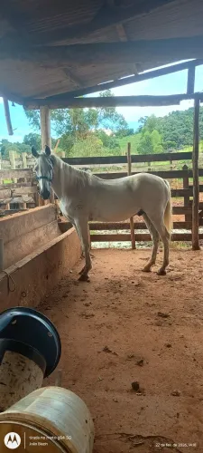 Vendo dois animais de confiança 