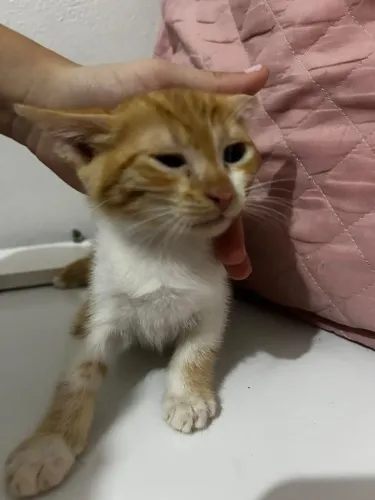 Adoção de gatos filhotes