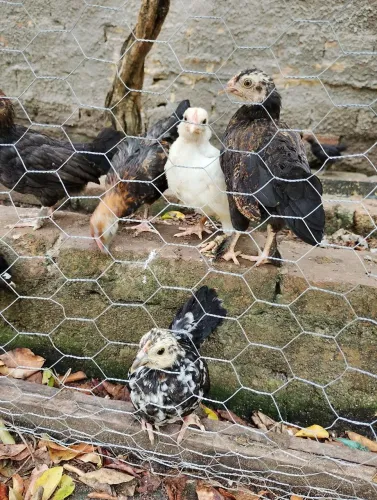Vendo 8 pintinhos 2meses (Galo Garnisé)
