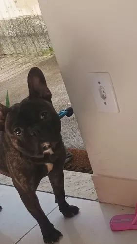 Vendo bulldog francês 1 ano motivo mudança 