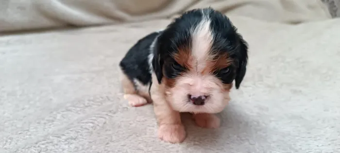 ? Lindos Filhotes de Cavalier King Charles Spaniel ?