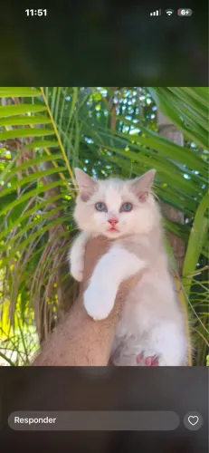 Ragdoll 