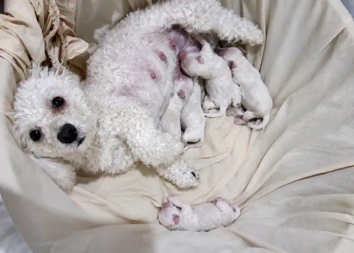 Poodles mini toy