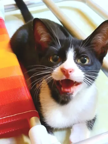 Adoção Responsável Gato 