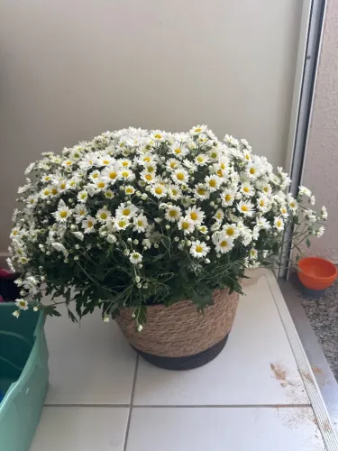 Flores naturais