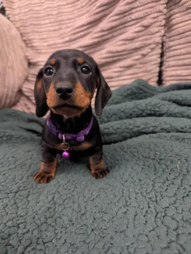 Filhotes dachshund/teckel/basset/salsicha/cofap com pelagem densa e saudável