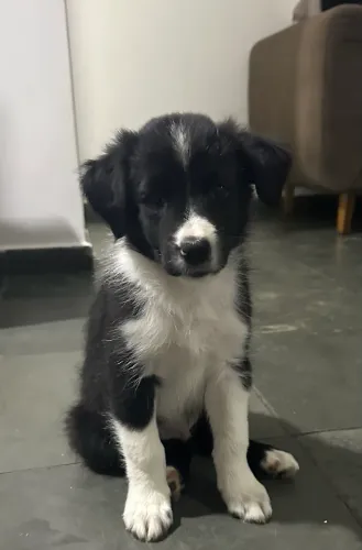 Vendo lindo filhote de Border Collie!!