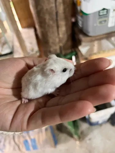 Hamster 