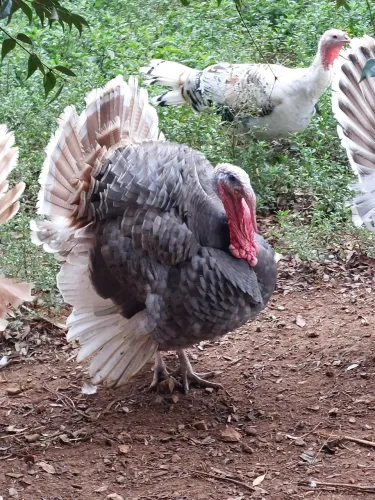 Peru cinza
